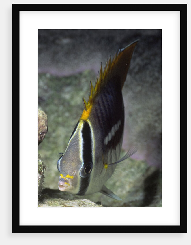 Chevroned Butterfly fish by Anonymous