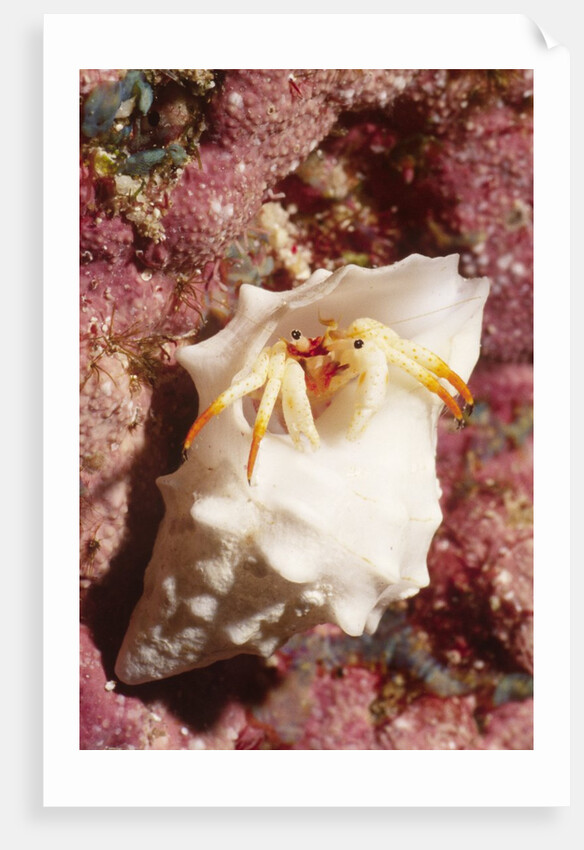 Small White Hermit Crab by Anonymous