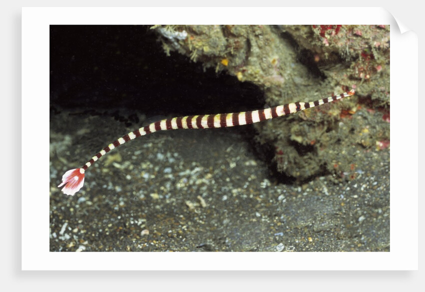 Ringed Pipefish by Anonymous