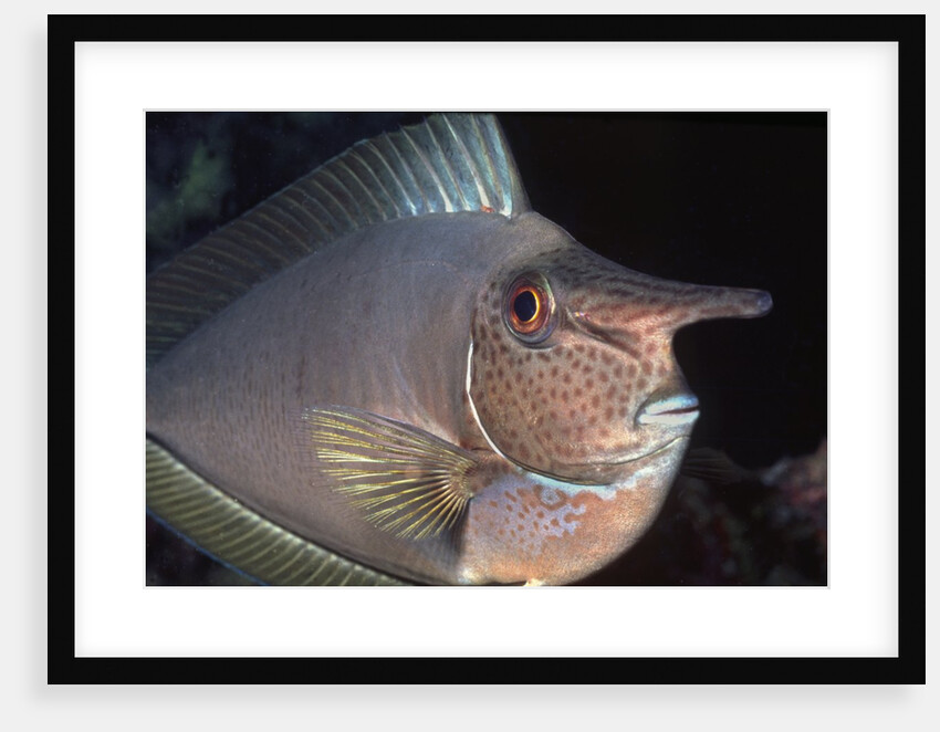 Big nose Unicorn fish by Anonymous