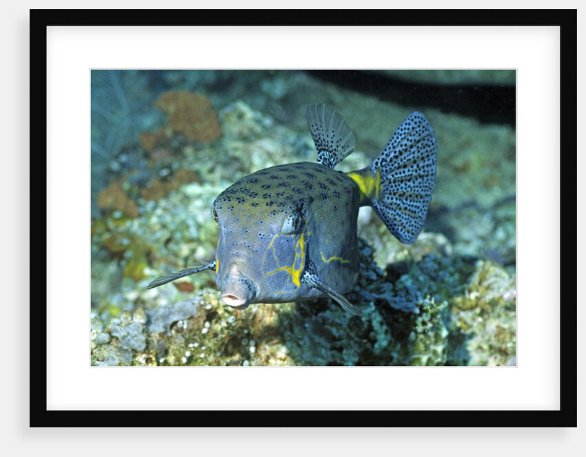 Yellow Boxfish by Anonymous