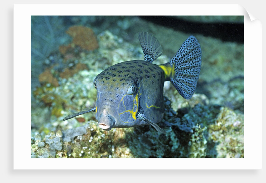Yellow Boxfish by Anonymous