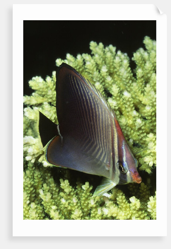 Triangular Butterfly fish by Anonymous