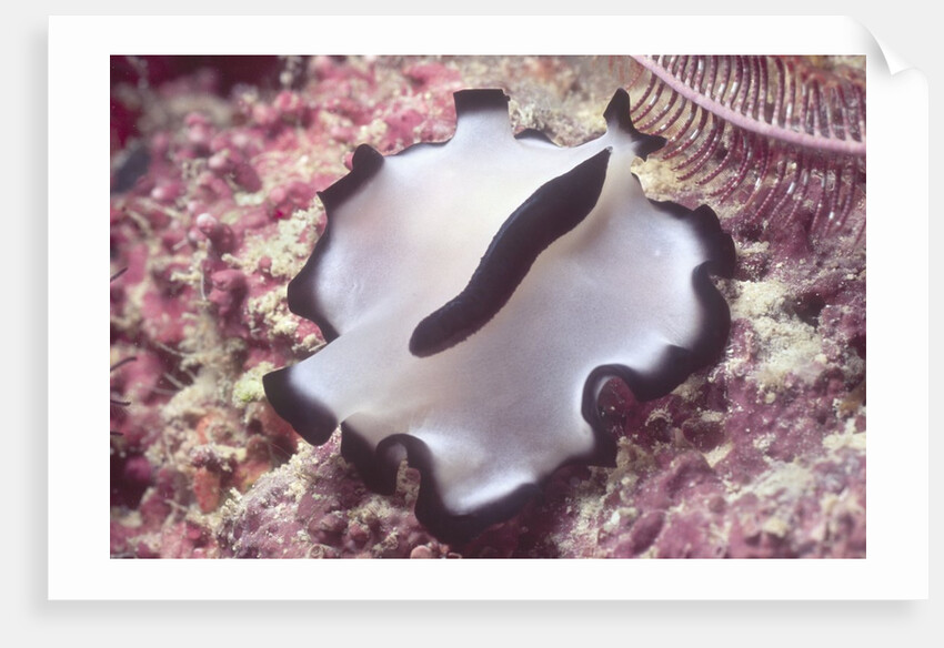 Flatworm by Anonymous