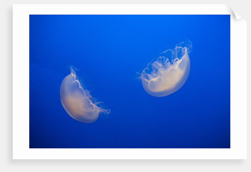 Moon Jelly Fish by Anonymous