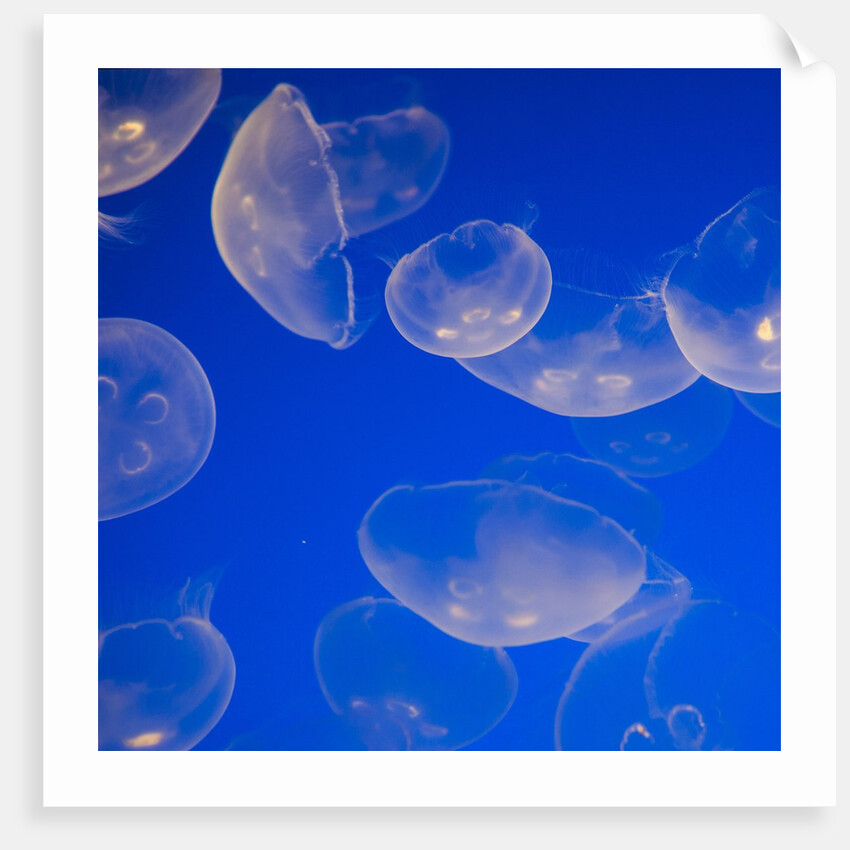 Moon Jelly Fish by Anonymous