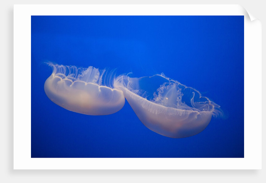 Moon Jelly Fish by Anonymous