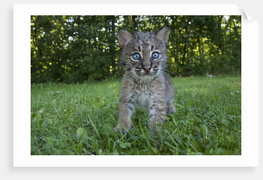 Lynx Kitten by Anonymous