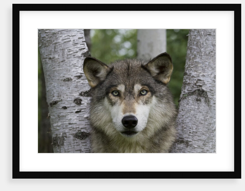 Wolf in Birches by Anonymous