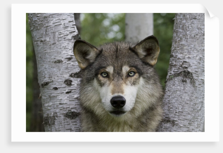 Wolf in Birches by Anonymous