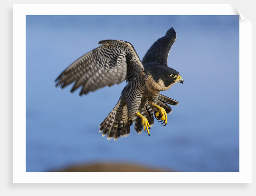 Peregrine Falcon in Flight by Anonymous