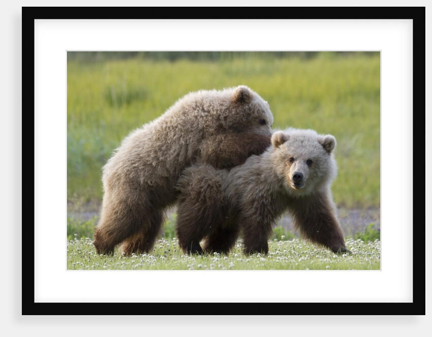 Playful Grizzly Bear Cubs by Anonymous