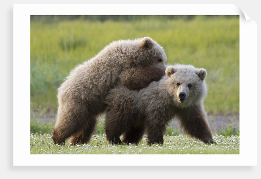 Playful Grizzly Bear Cubs by Anonymous
