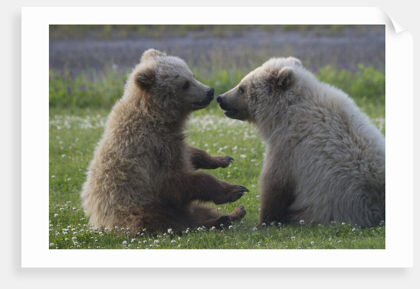 Nuzzling Grizzly Bear Cubs by Anonymous