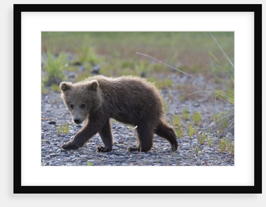 Scrawny Grizzly Bear Cub by Anonymous