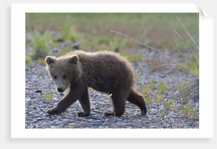 Scrawny Grizzly Bear Cub by Anonymous