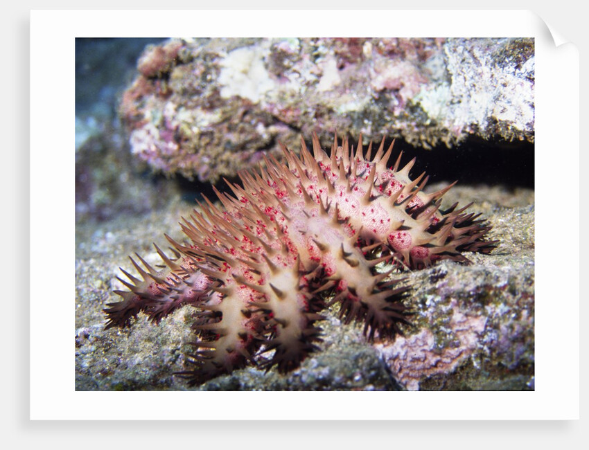 Crown-of-Thorns Sea Star by Anonymous