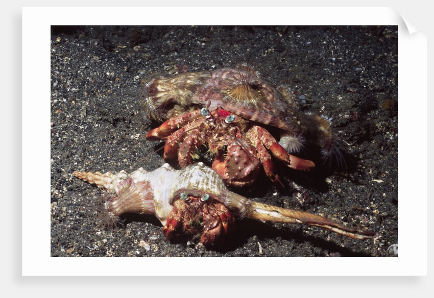 Pair of Anemone Hermit Crabs by Anonymous