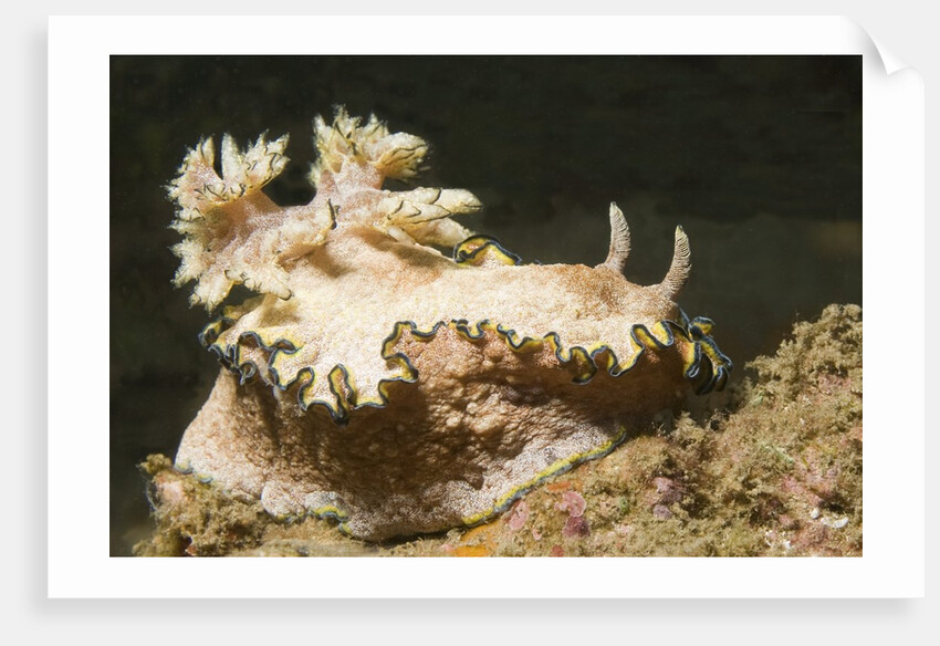 Girdled Glossodoris by Anonymous