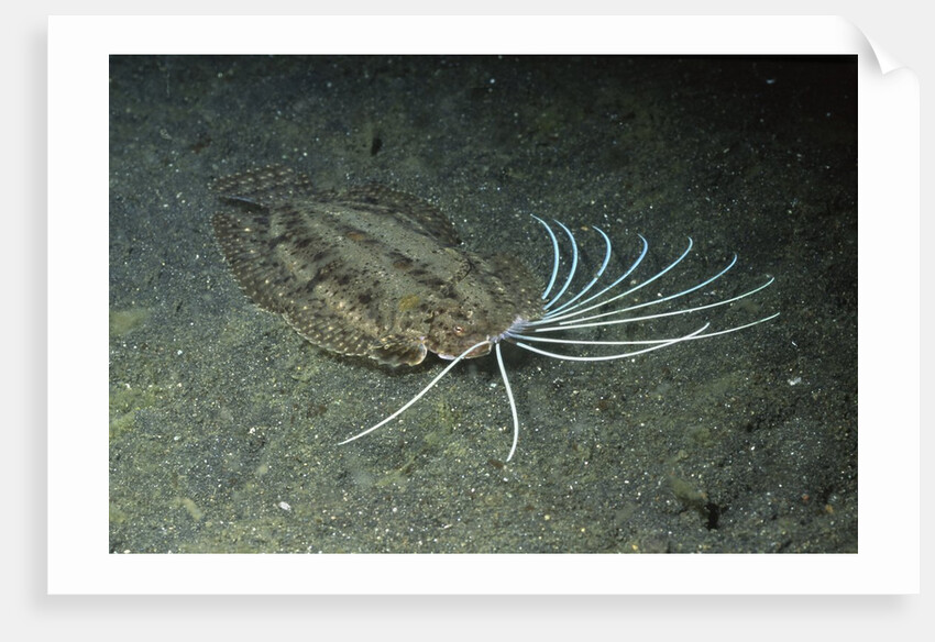 Cockatoo Flounder by Anonymous