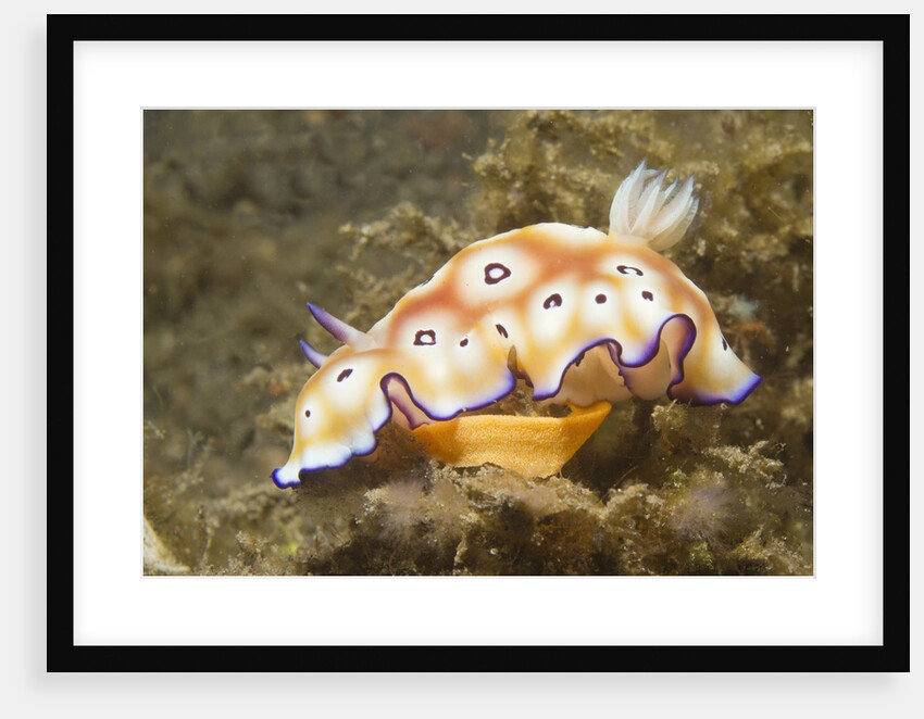 Leopard Chromodoris by Anonymous