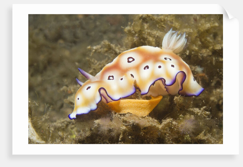 Leopard Chromodoris by Anonymous