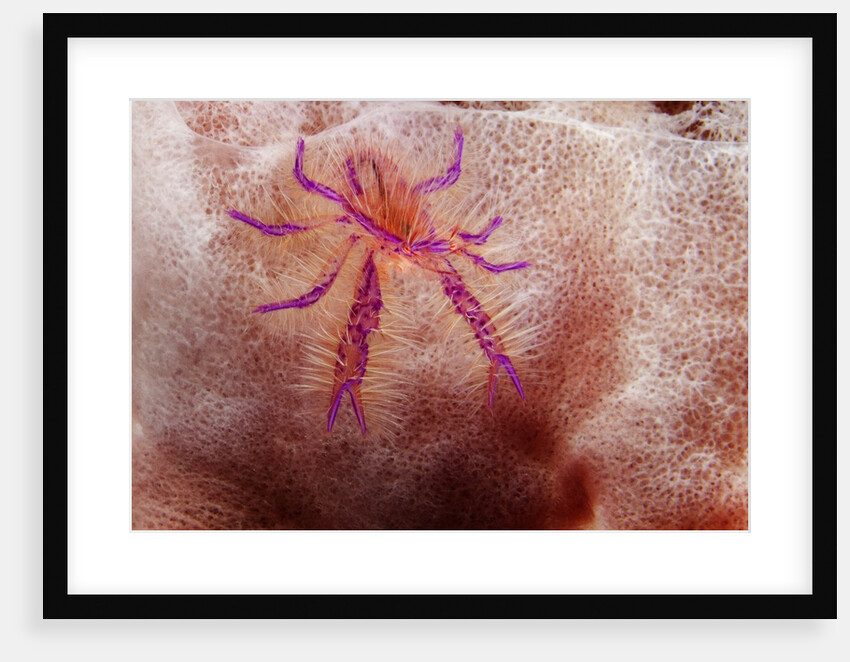 Hairy Squat Lobster by Anonymous
