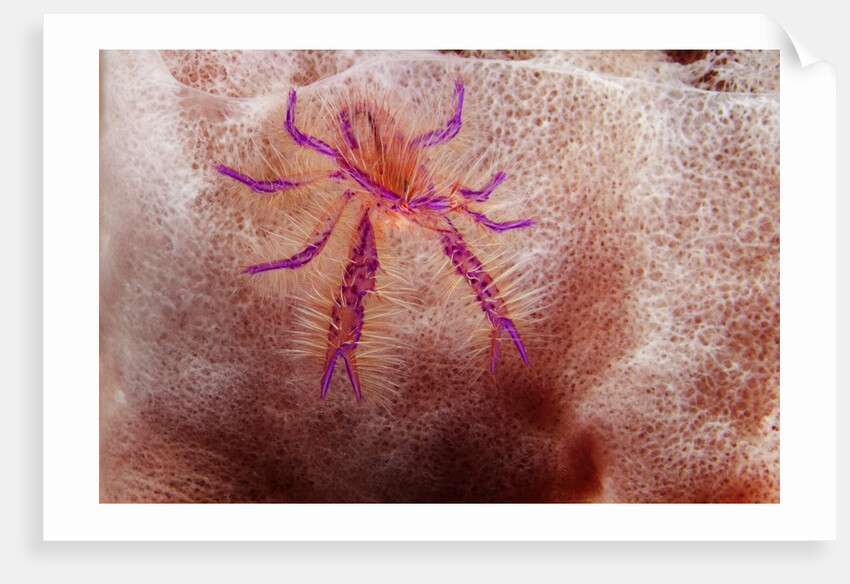 Hairy Squat Lobster by Anonymous