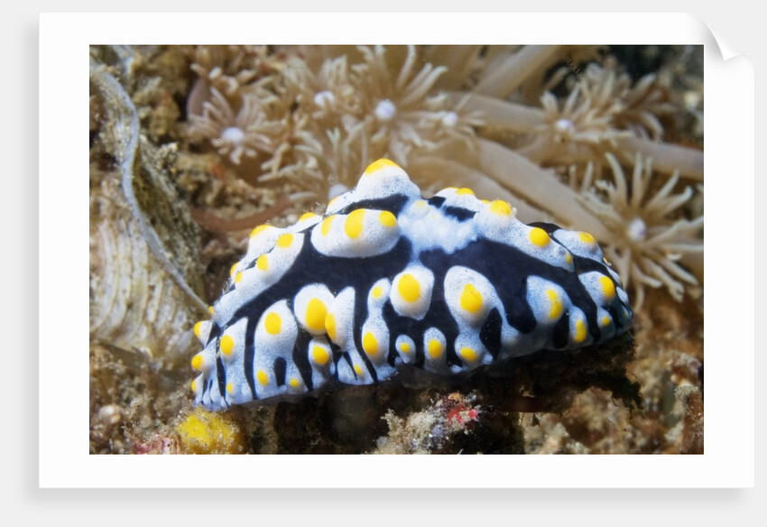 Swollen Phyllidia by Anonymous