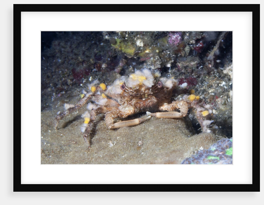 Decorator Crab by Anonymous