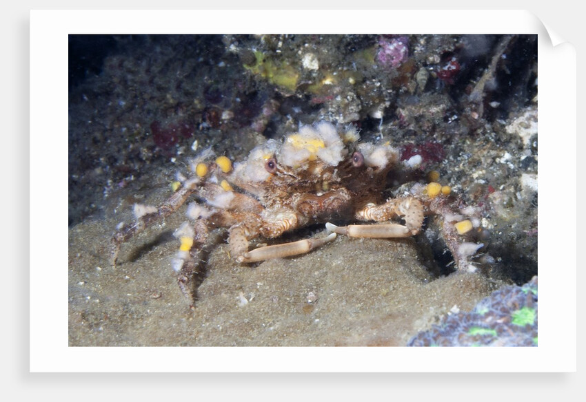 Decorator Crab by Anonymous