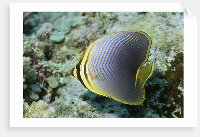 Triangular Butterfly fish by Anonymous