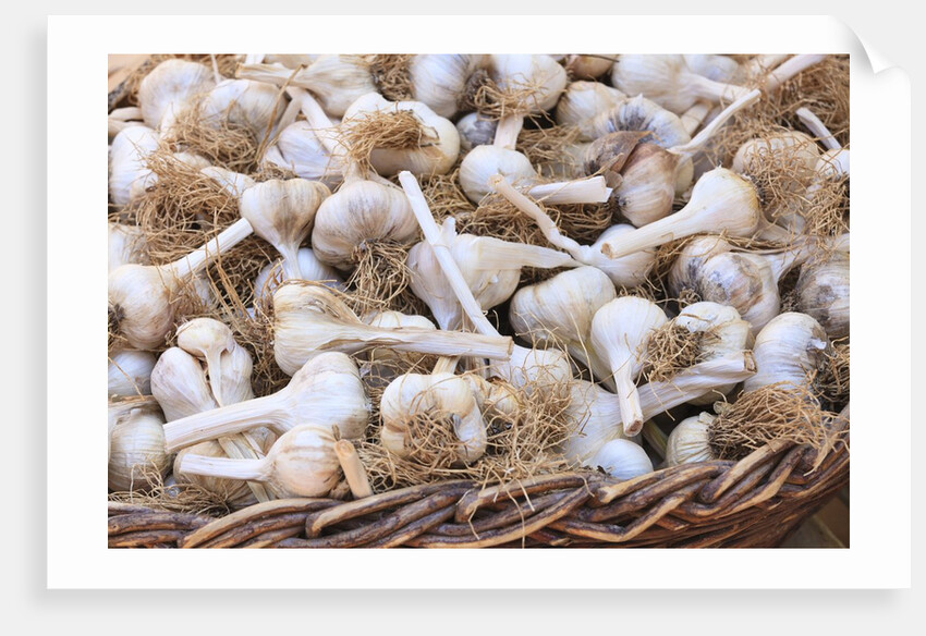 Garlic for sale by Anonymous