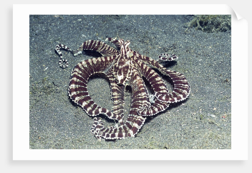 Mimic Octopus by Anonymous