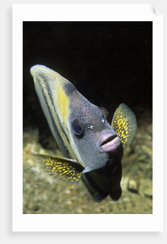 Cortez Angelfish by Anonymous