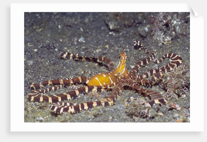 Wunderpuss Octopus by Anonymous