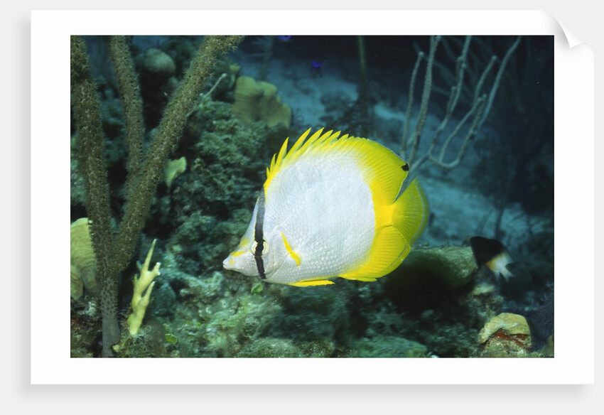 Spotfin Butterfly fish by Anonymous