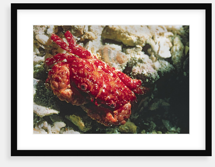 Red-Ridged Clinging Crab by Anonymous