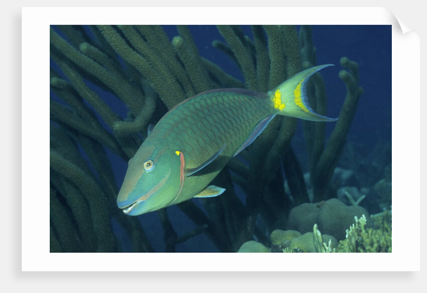 Spotlight Parrotfish supermale by Anonymous