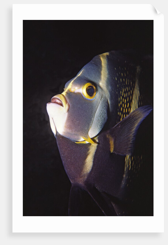 French Angelfish close-up by Anonymous