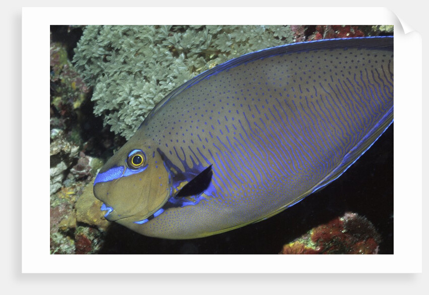 Big nose Unicorn fish by Anonymous