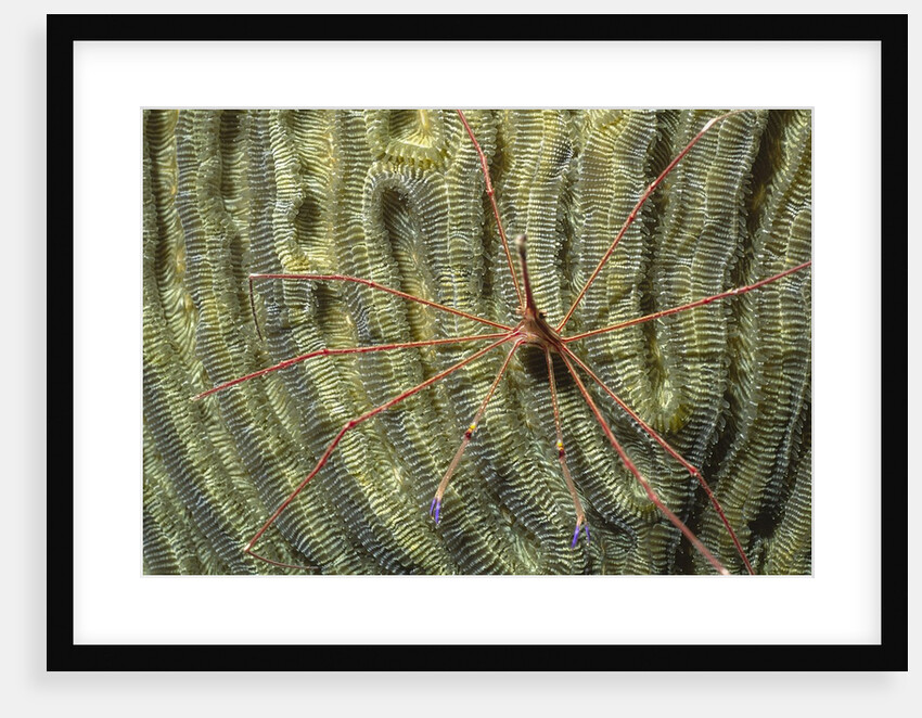 Yellowline Arrow Crab by Anonymous