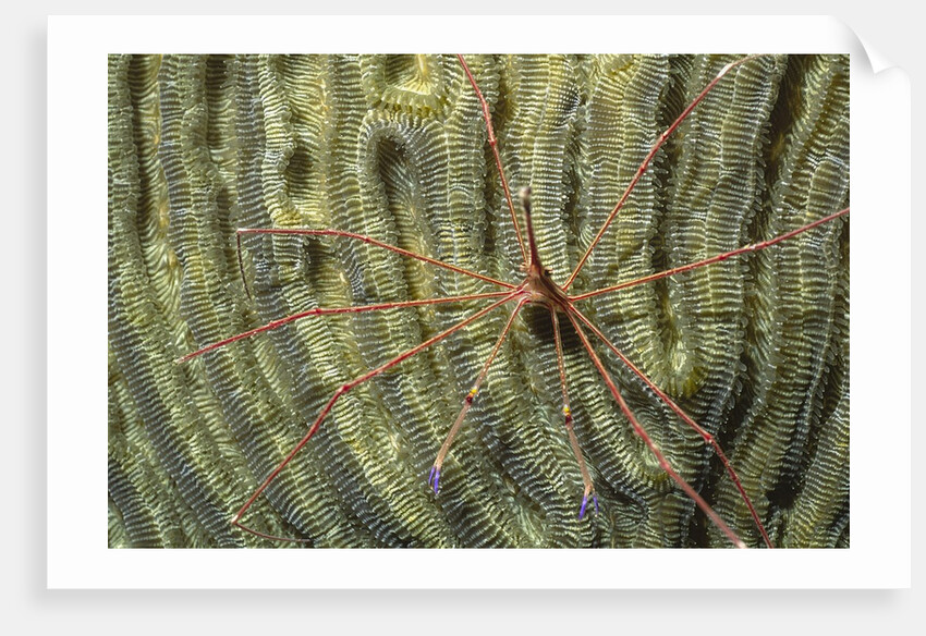Yellowline Arrow Crab by Anonymous