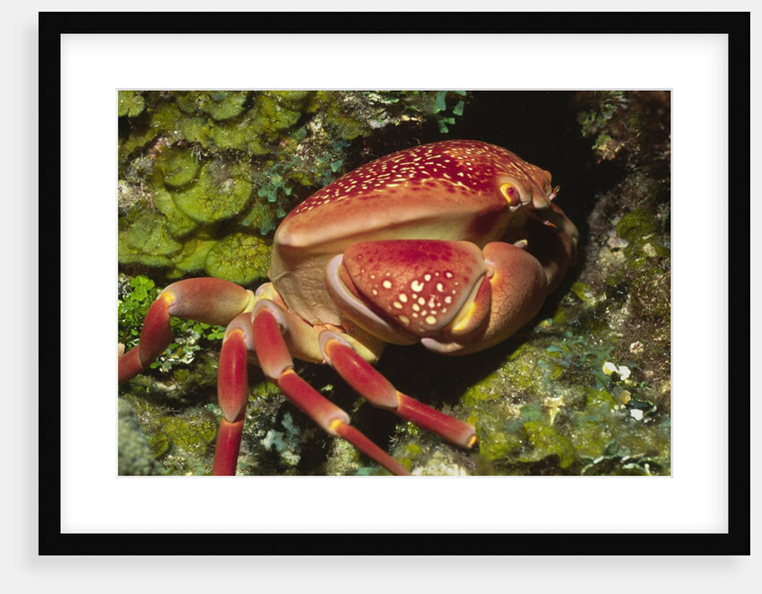 Batwing Coral Crab by Anonymous
