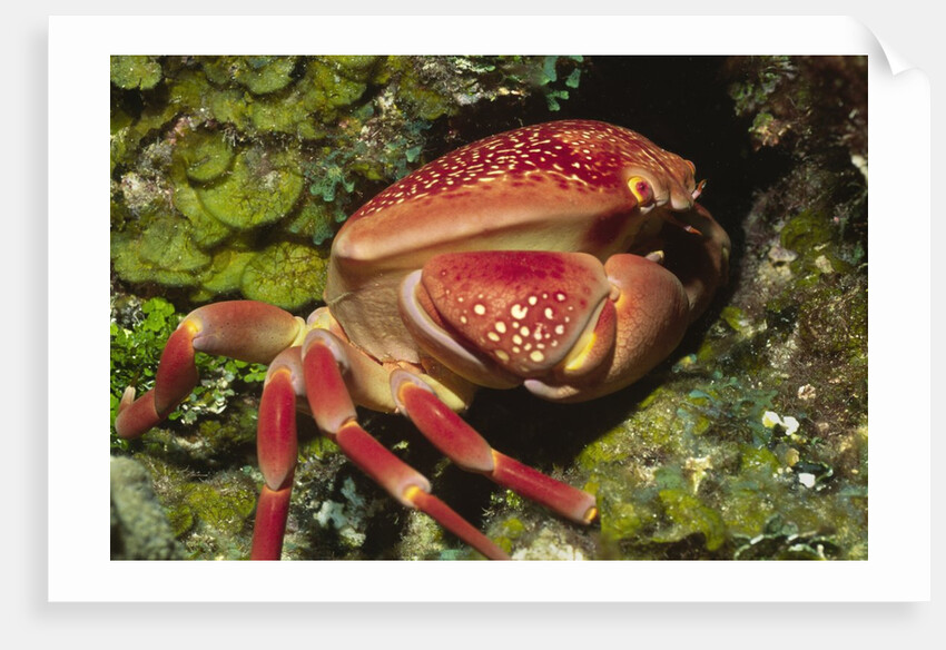 Batwing Coral Crab by Anonymous