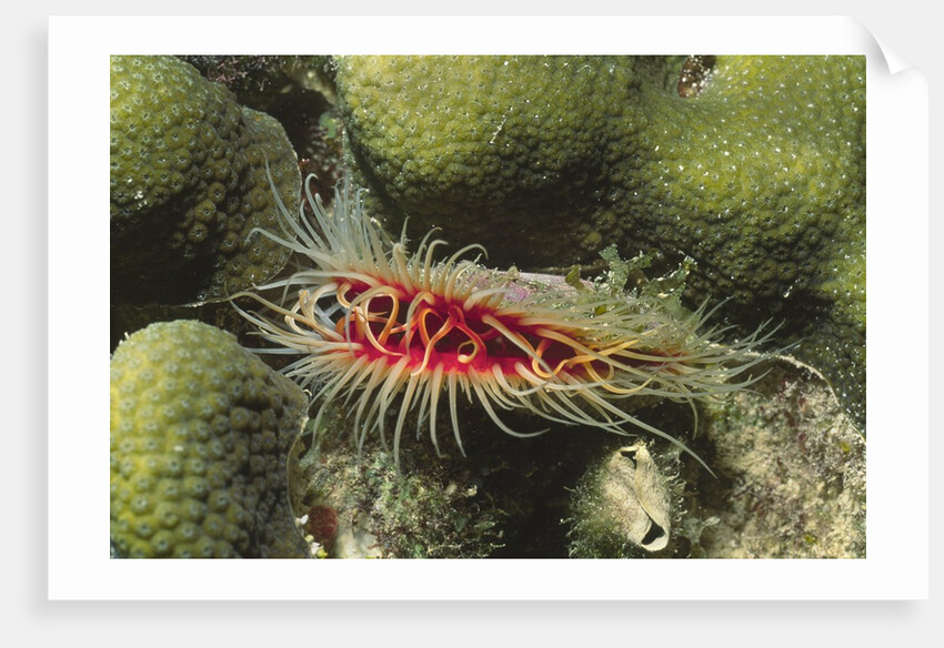 Rough File clam by Anonymous