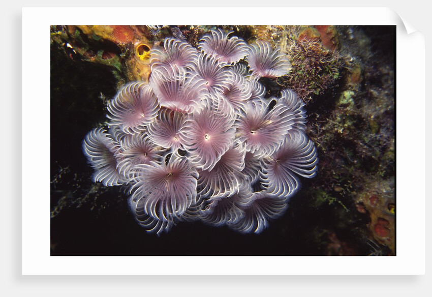 Social Feather Duster Worms by Anonymous