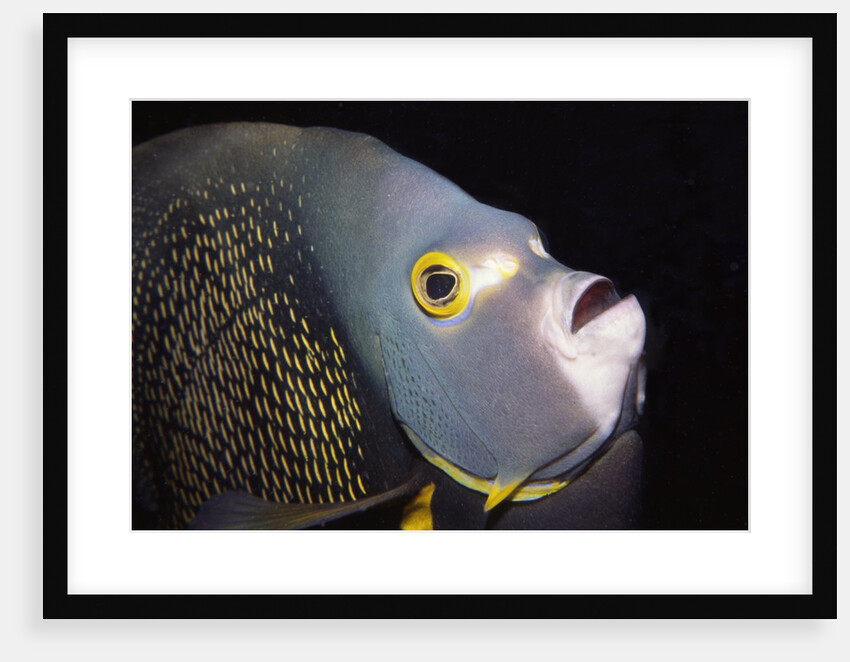 French Angelfish close-up by Anonymous