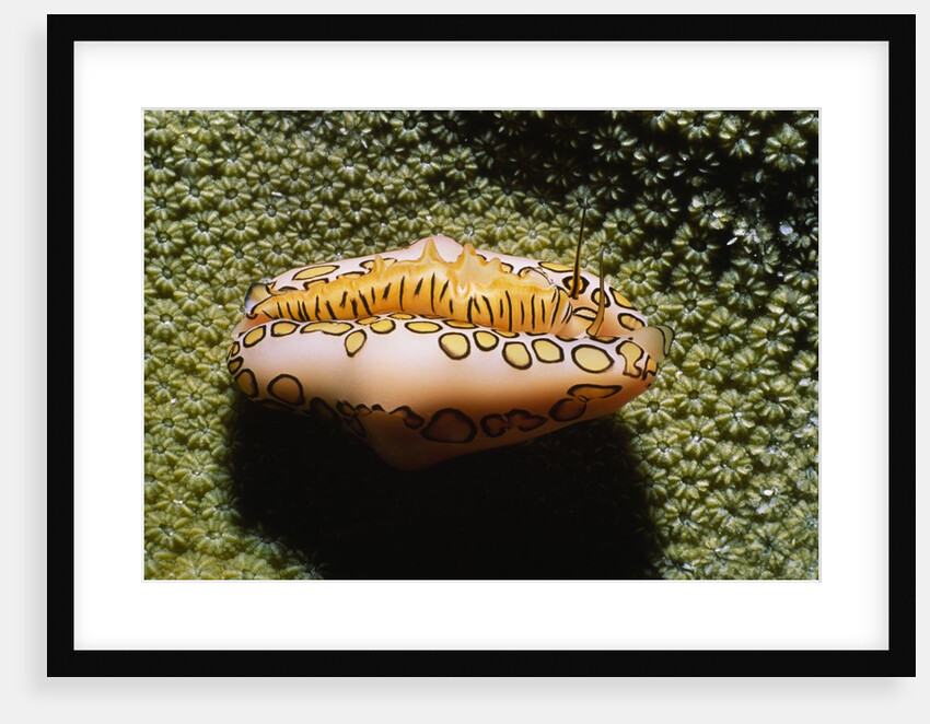 Flamingo Tongue Cowrie by Anonymous