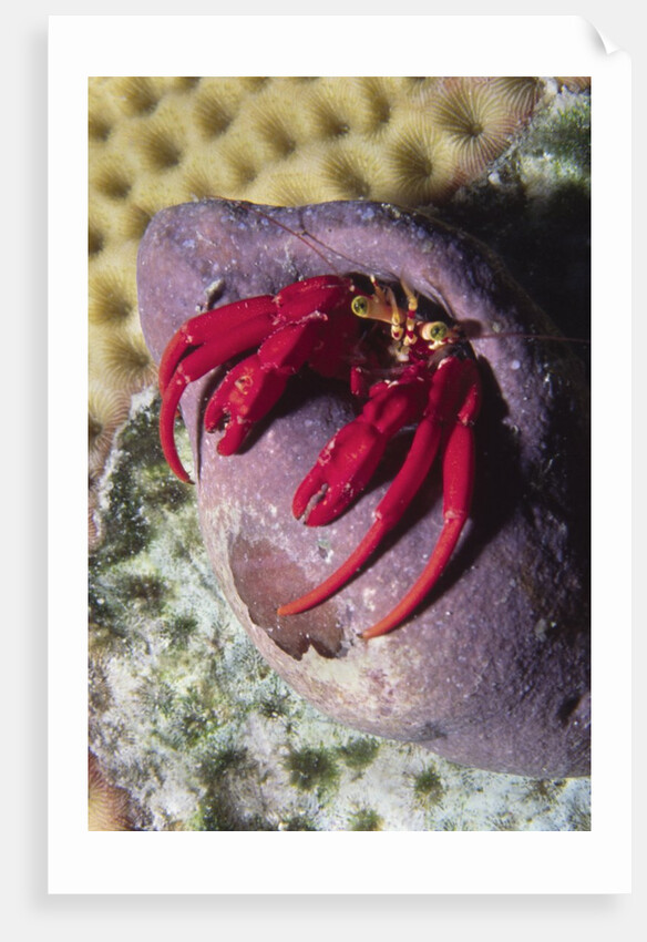 Red Reef Hermit Crab by Anonymous